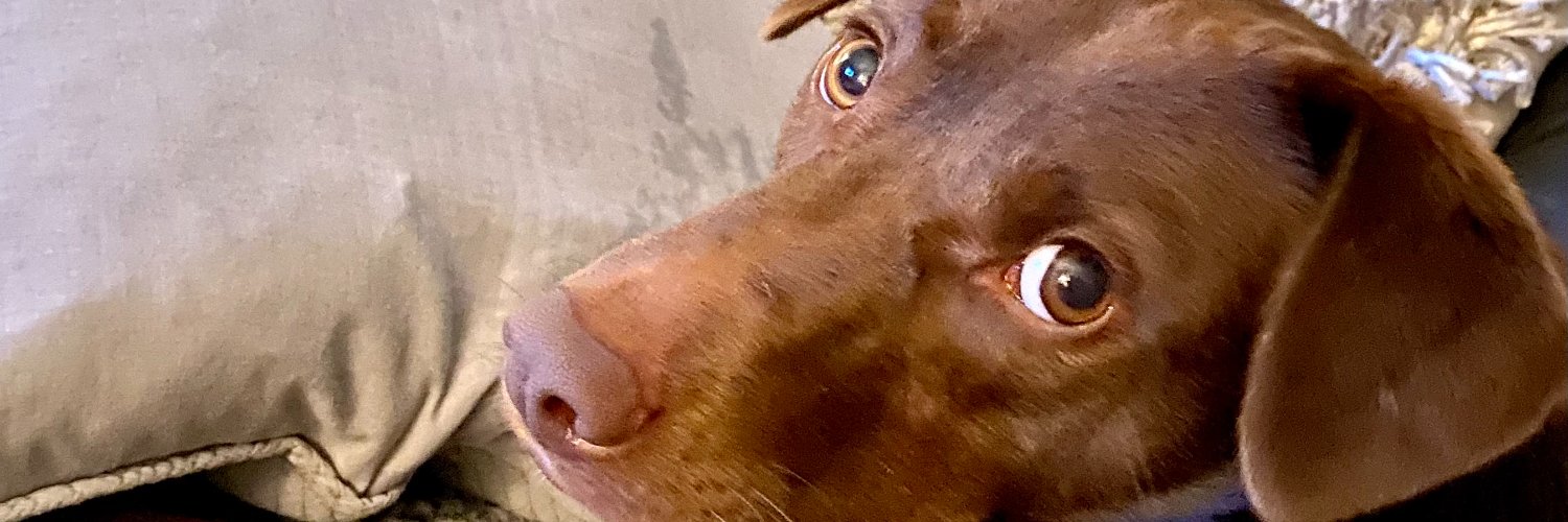 CFBridges's profile banner image