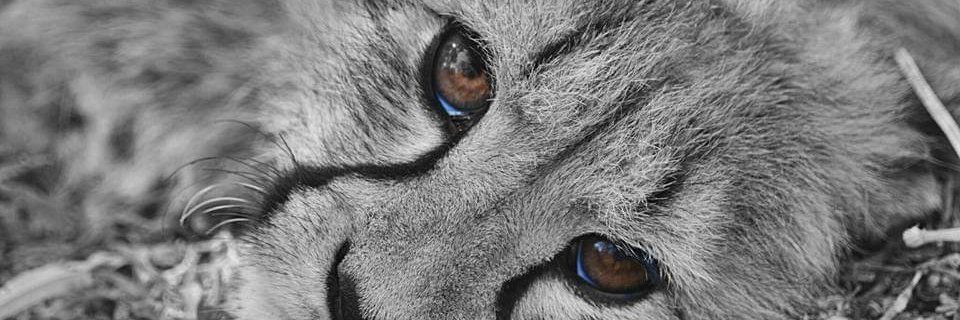 NZmaorichick29's profile banner image