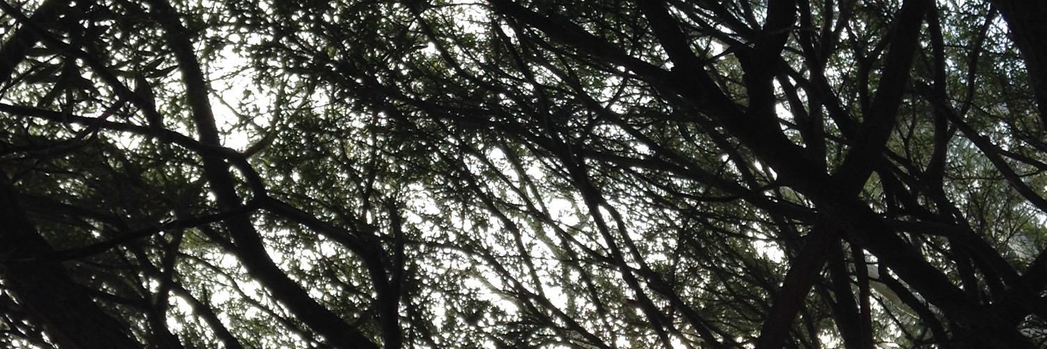 TylaWeasley's profile banner image