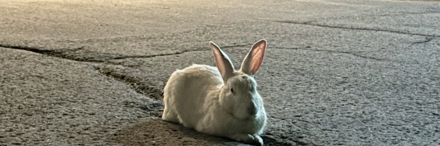 ナタデココ banner