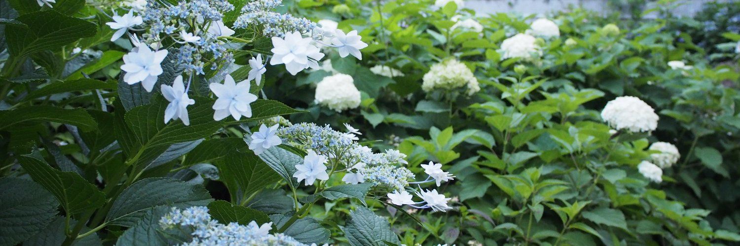 T_oruha's profile banner image