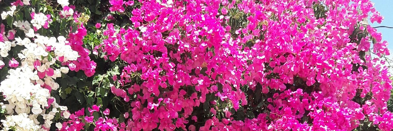 ilkingo's profile banner image