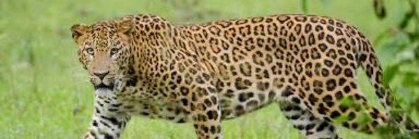 FaceEatingLep Profile Banner