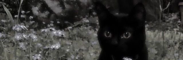 Layla 𐙚⋆.˚ banner