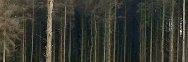 shautiebot Profile Banner