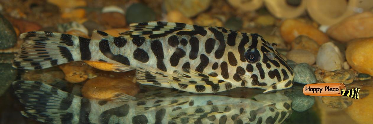 HappyPleco's profile banner image