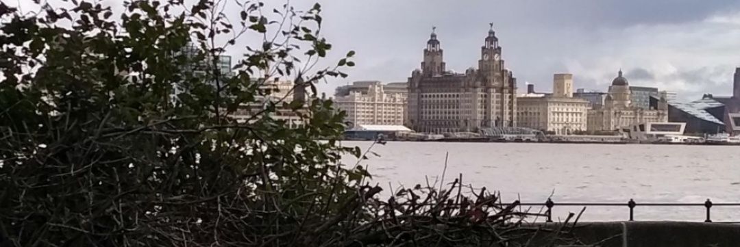 ally_birch's profile banner image
