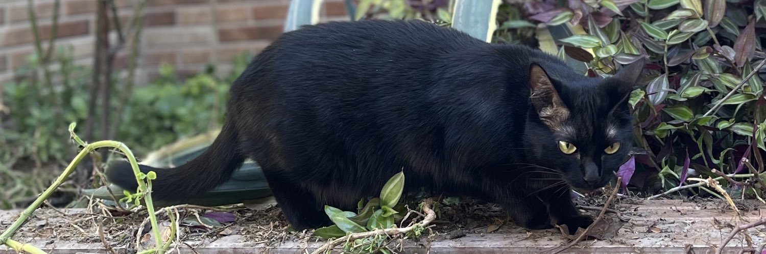 لهراسب كوهستانى banner