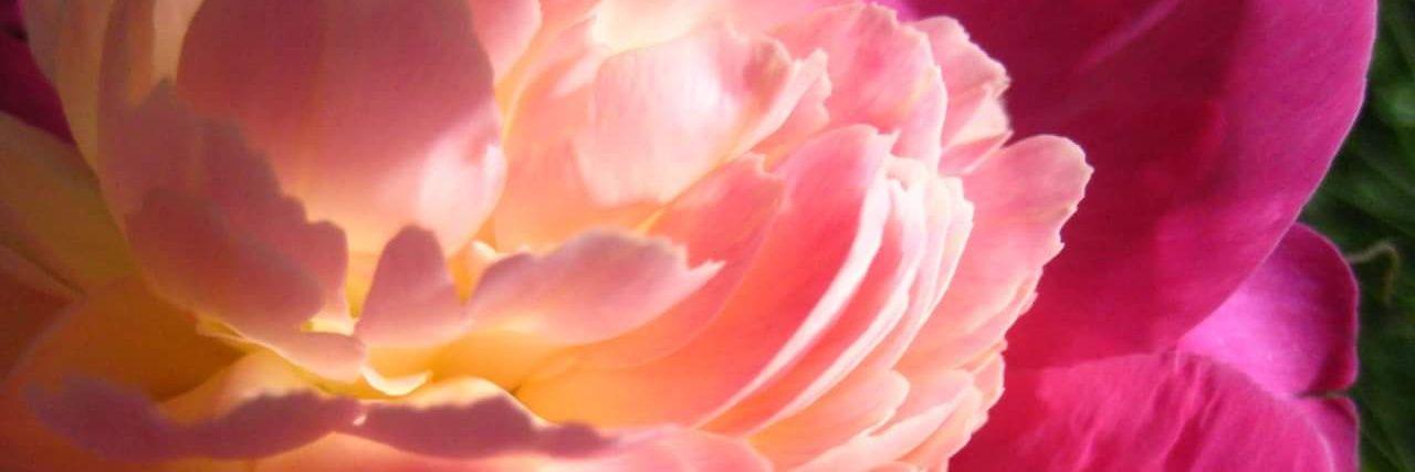 Sharon Murphy banner