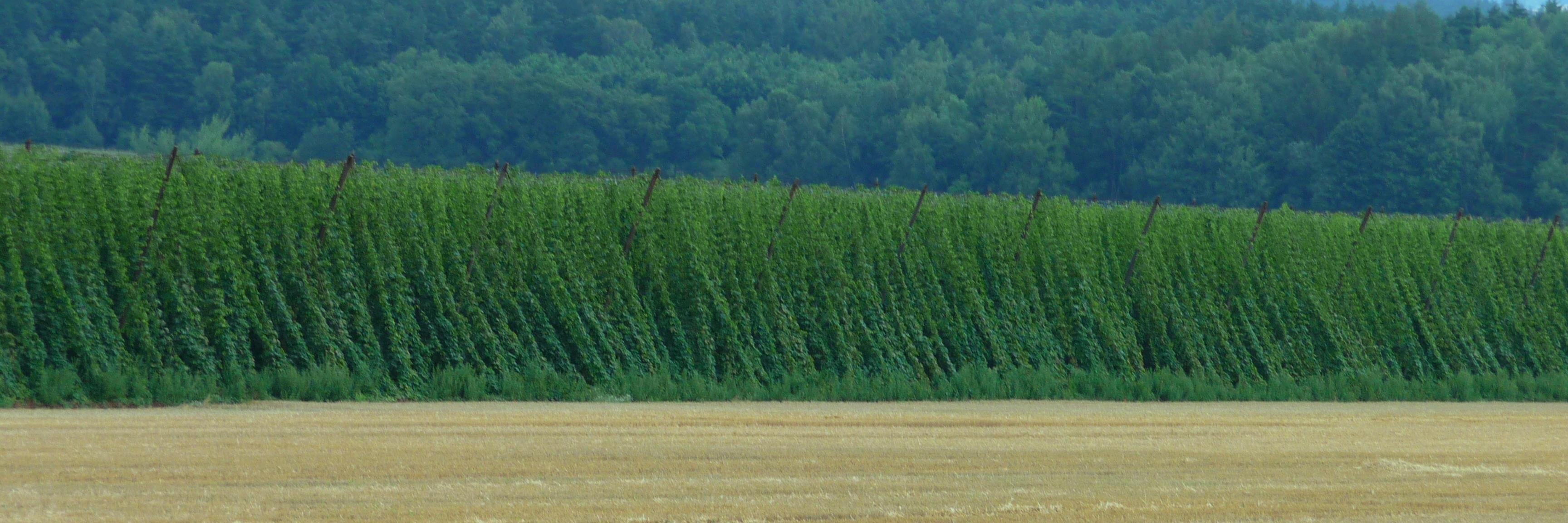 HopHeavyweight's profile banner image