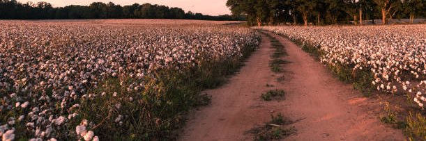 William Wiley banner