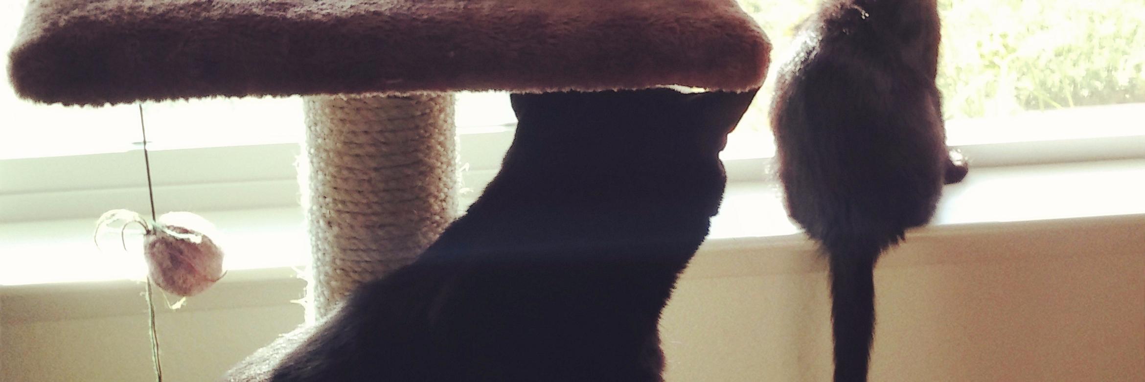 YoungBenStiller's profile banner image