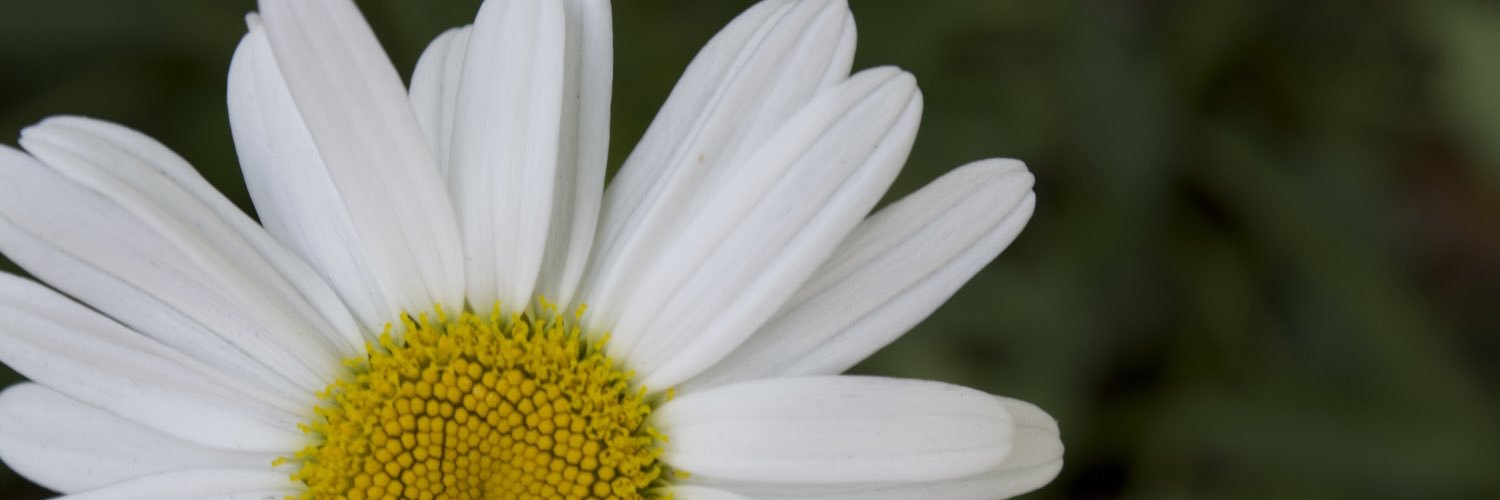 Bizabrat's profile banner image