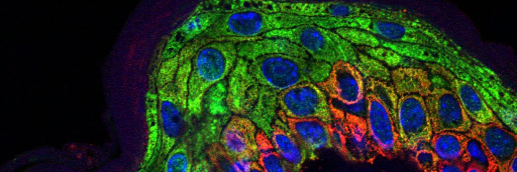 Michael Samuel banner