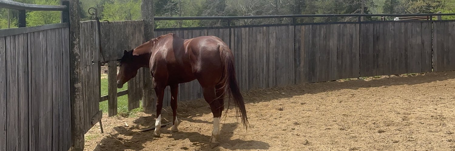 Shammah🇮🇱🇭🇳 banner