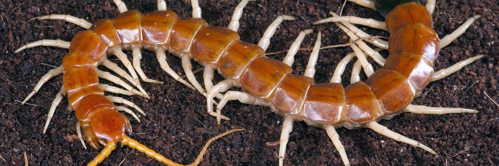 Myriapods of SHEDTWT 🫧 banner