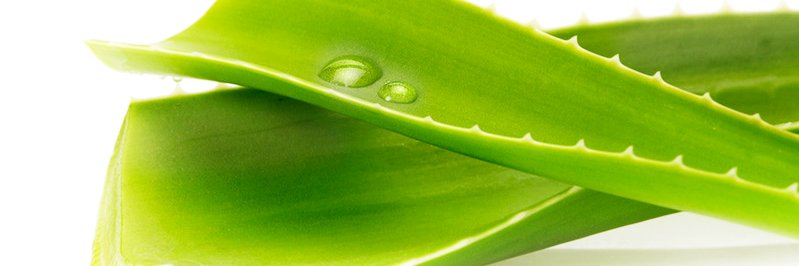 MamenAloe's profile banner image