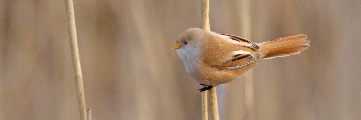 Sovon Vogelonderzoek Nederland banner