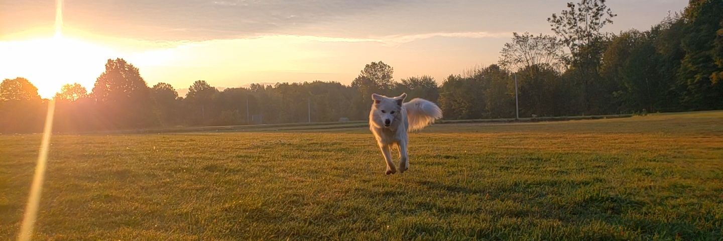 Phillip Majernik banner