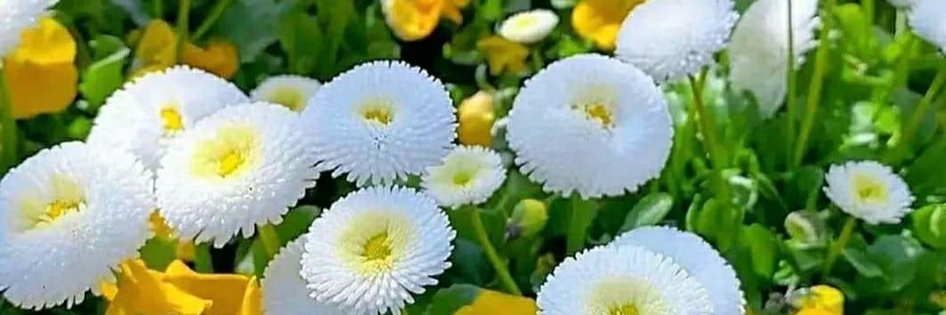 Clauduky 🍉🍋 banner