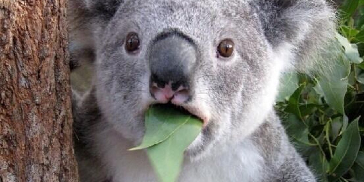 Koala Bill banner