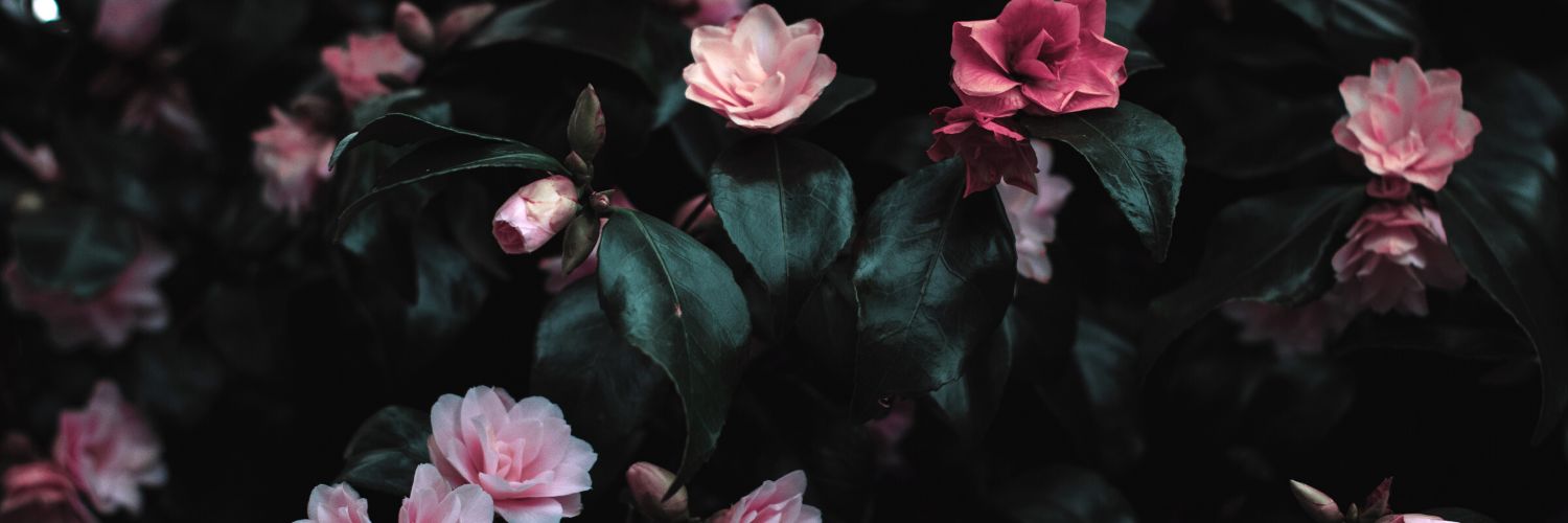 MeganFinsel's profile banner image