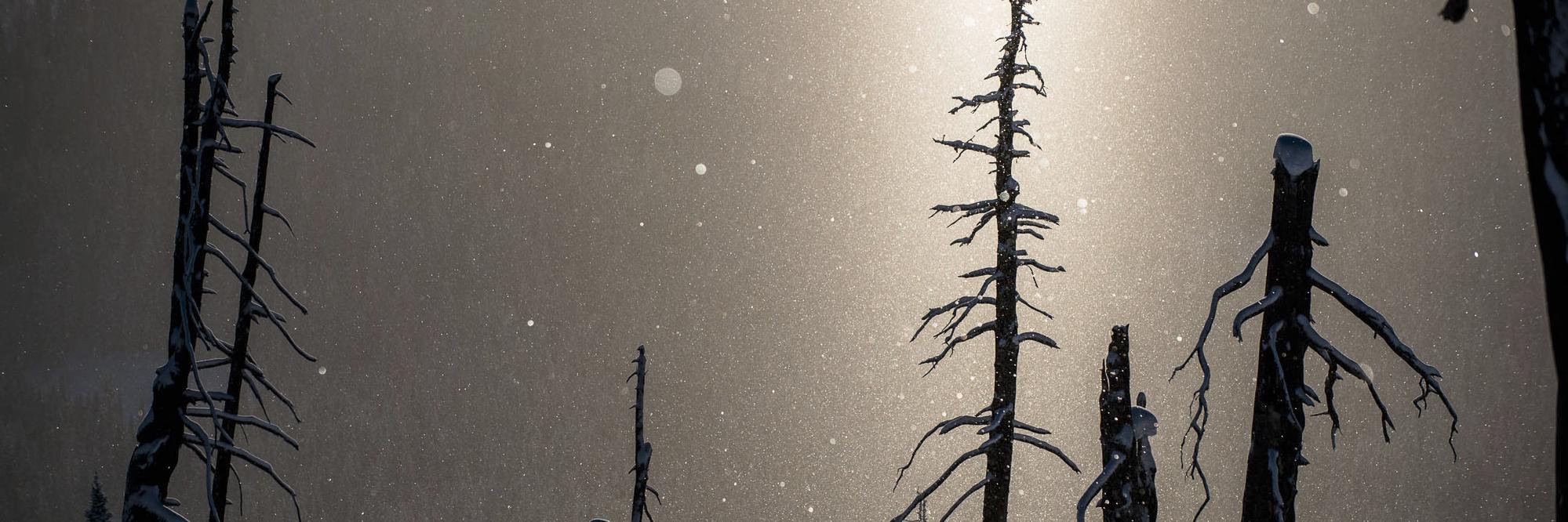 Reuben Krabbe banner