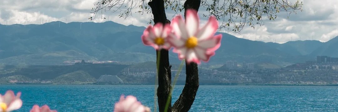 阿磊（互fo） banner