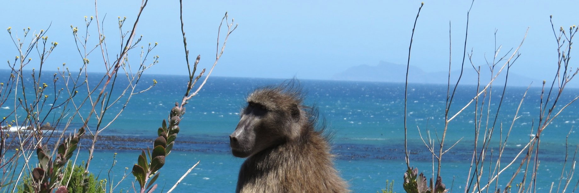 MaloneLab's profile banner image