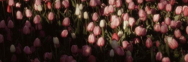 tulipsdoll_ Profile Banner
