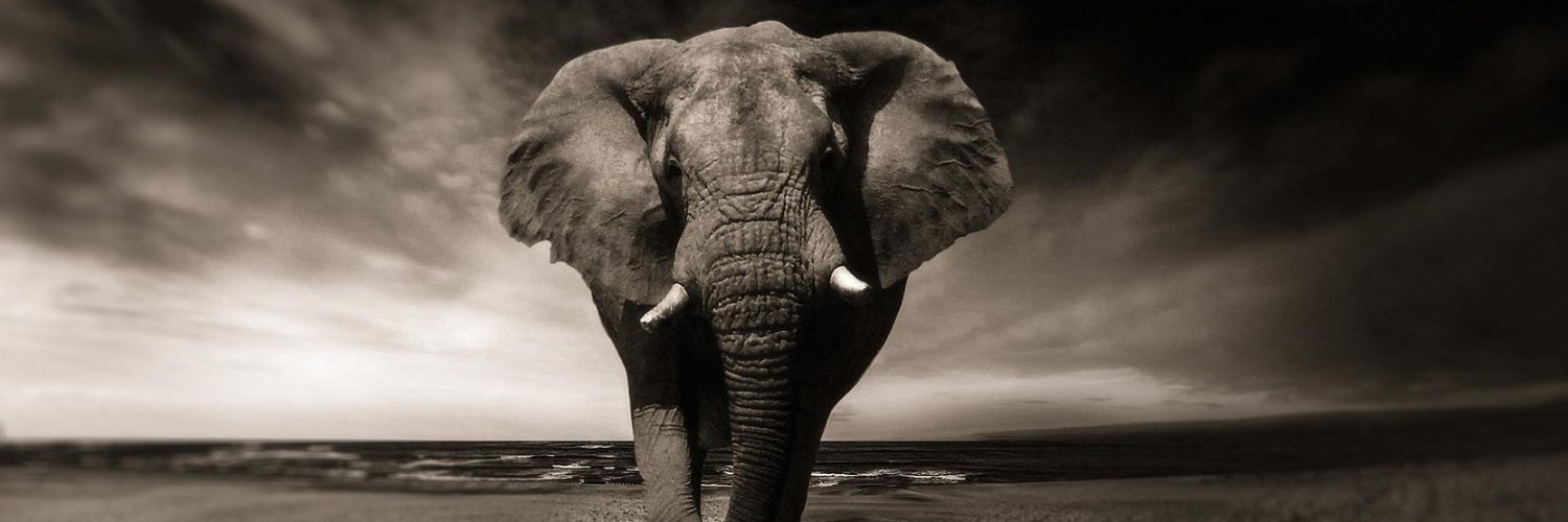 (((Emmanuel Taub))) banner