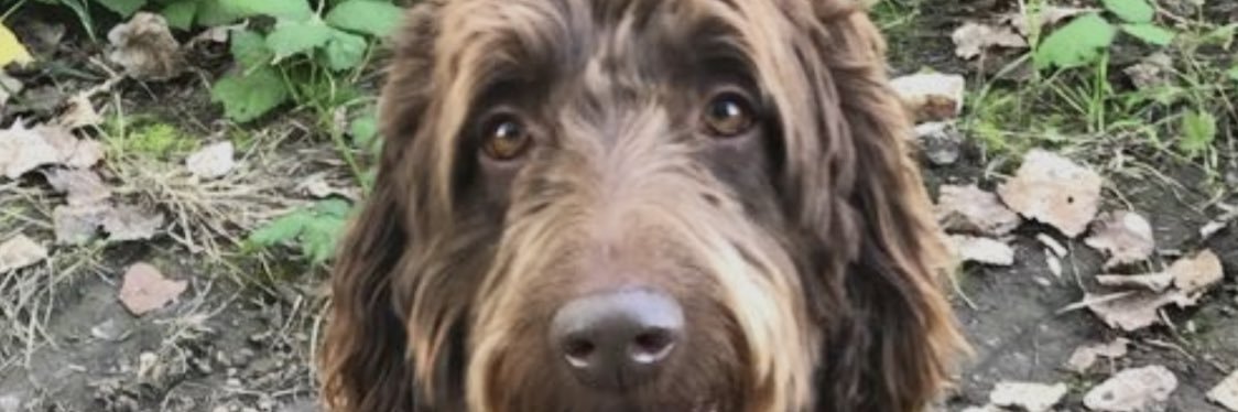 phoebeexxo's profile banner image
