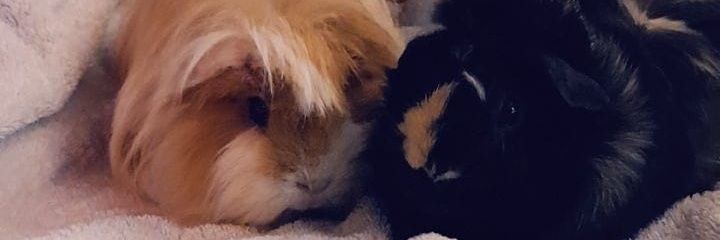 00hev's profile banner image