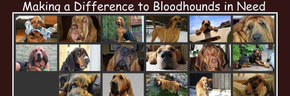 BloodhoundResQ's profile banner image