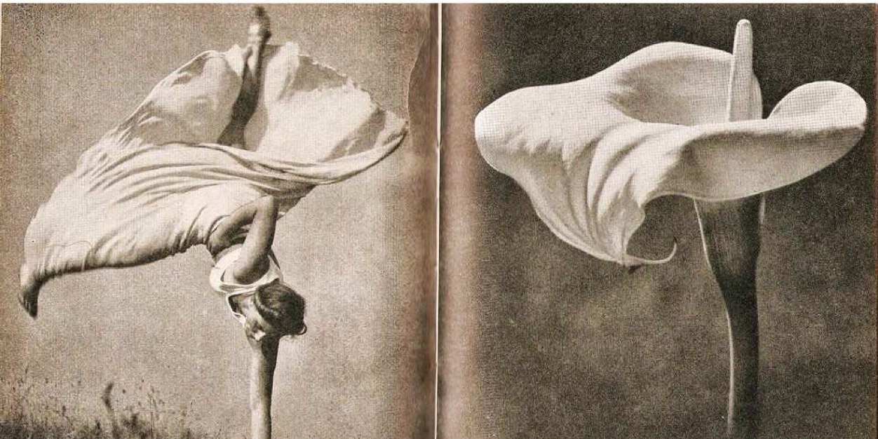 FlorityFair's profile banner image
