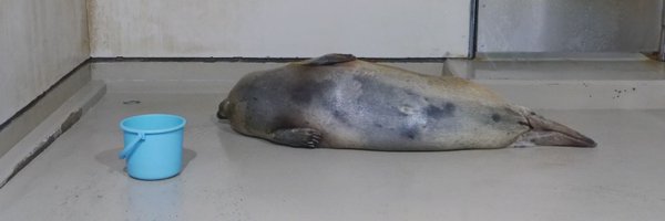 SoKoTwo_seal Profile Banner