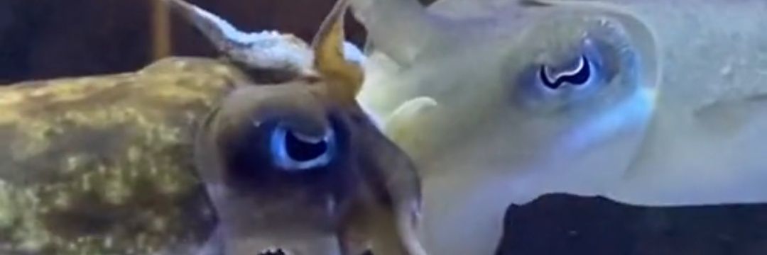 cuttleboy banner