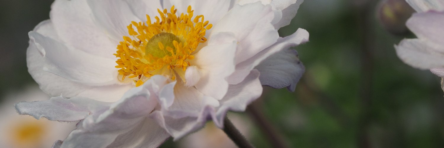 Graham Spencer banner