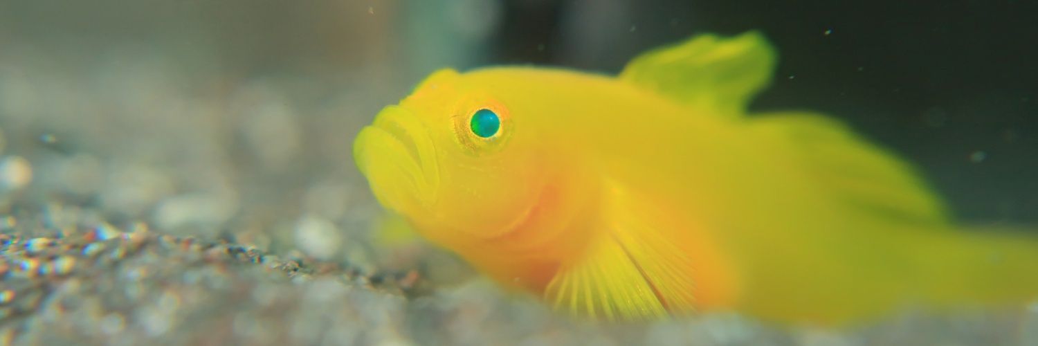 kubohide_'s profile banner image