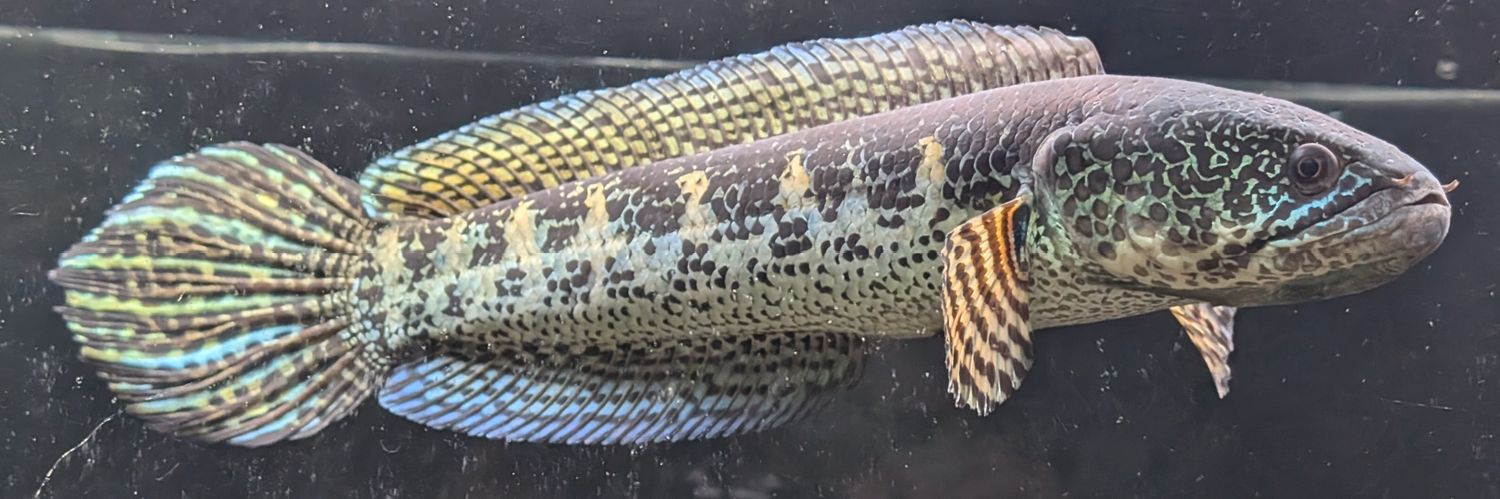 SnakeHead1011's profile banner image