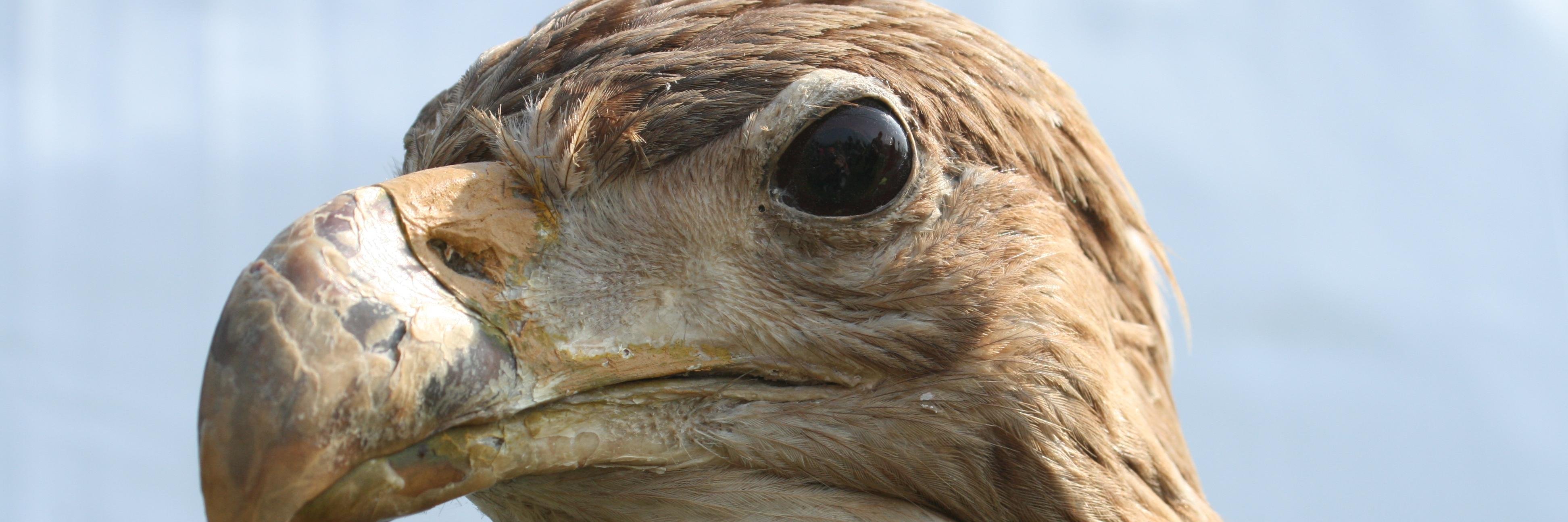 ericvanherpt's profile banner image
