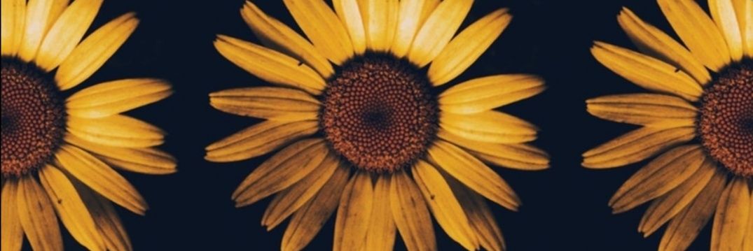 smellslikemeg's profile banner image