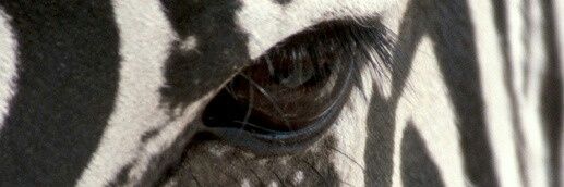 nimrossyd's profile banner image