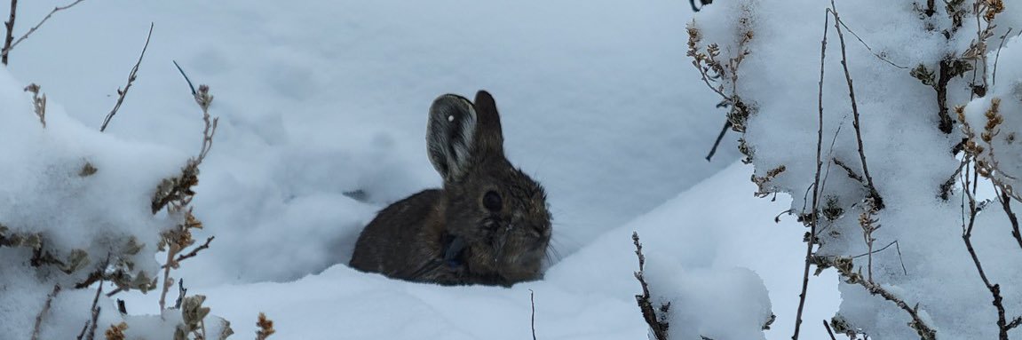 Rabbit Friendly's banner