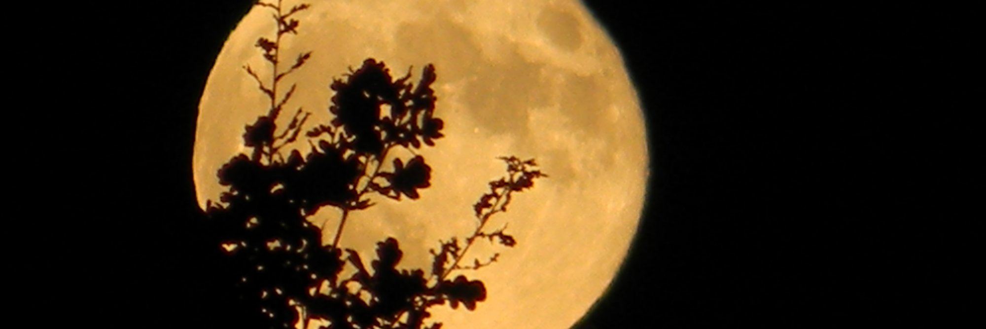 Mia8ess's profile banner image