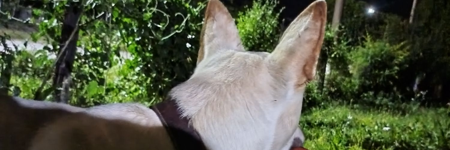 AlejandroPunch's profile banner image