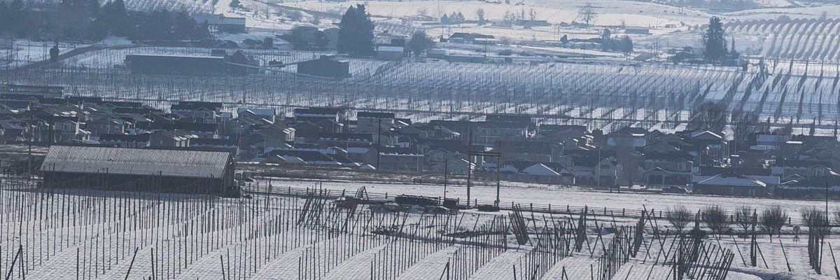 Michael Martone banner