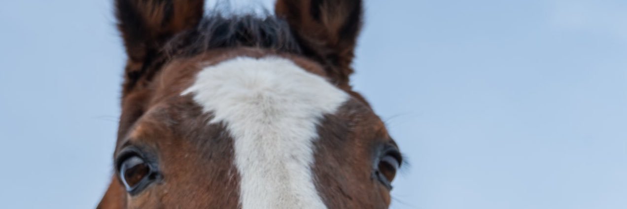 しぶちょ🐣💜 banner