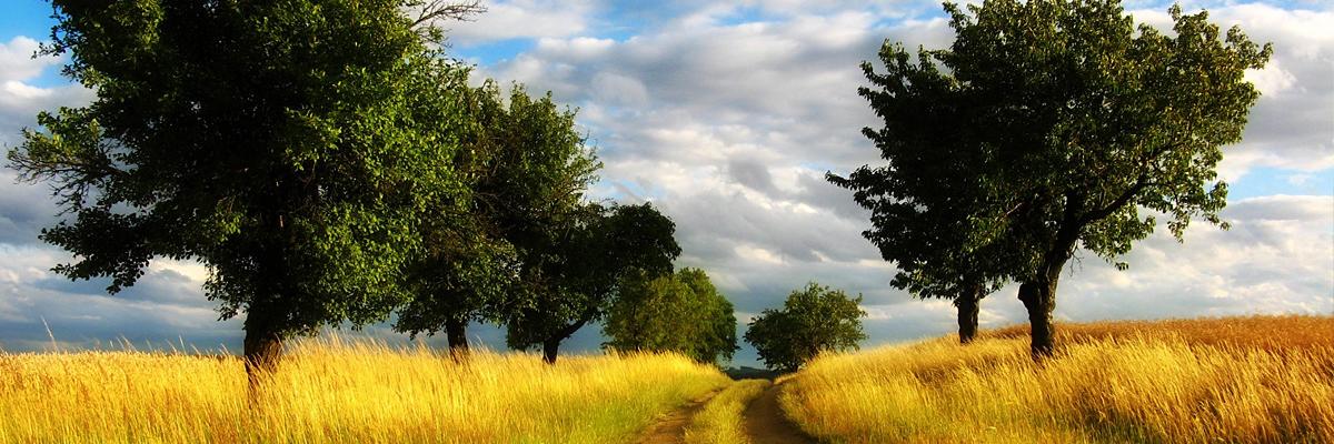 PraskTul's profile banner image