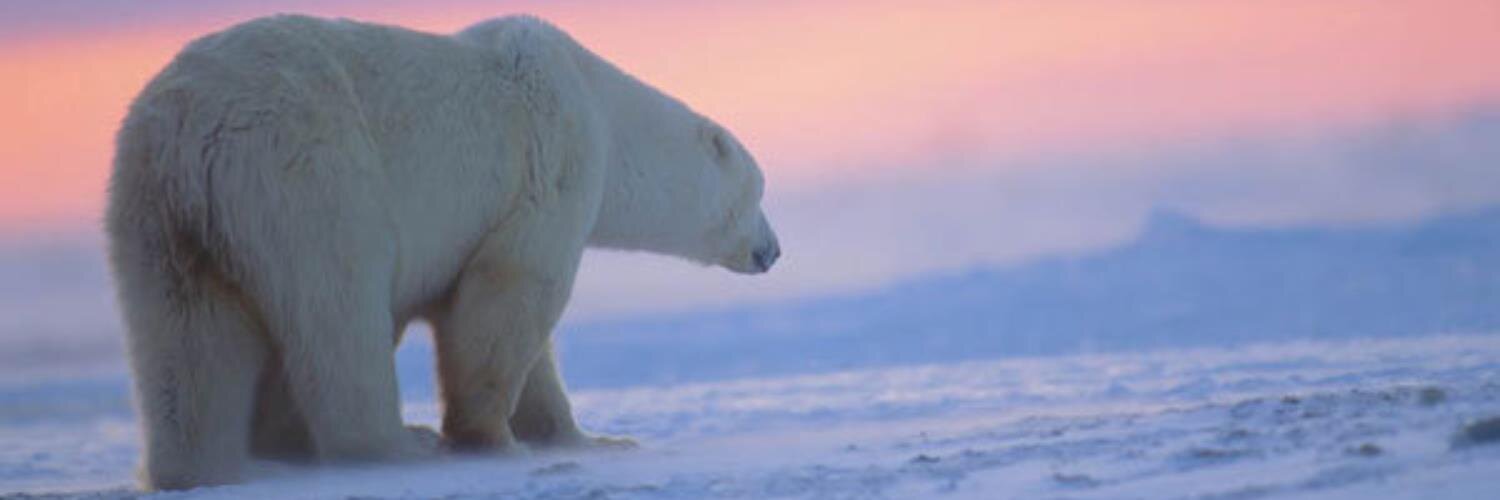 Coolbear77's profile banner image